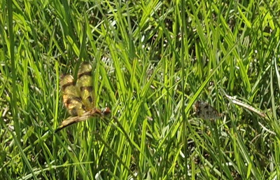 [Amid the blades of grass are a dragonfly with striped wings and the underside of the wings of a Phaon Crescent (the wings are folded up). ]